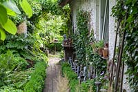 View down paved path edged with Buxus - box - with row of vintage watering
 cans against house wall