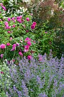 Detail of border planting including Rosa - roses - and Nepeta - catmint