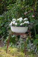 Double white impatiens - busy lizzies - in old metal bowl on chair in garden