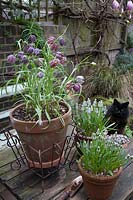 Fritillaria meleagris - Snake's head fritillary in clay pot on wooden table, with Muscari 'Peppermint', copper trowel and black cat. 