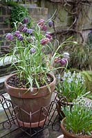 Fritillaria meleagris - Snake's head fritillary in clay pot on wooden table, with Muscari 'Peppermint'