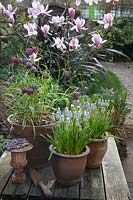 Fritillaria meleagris - Snake's head fritillary in clay pot on wooden table, with Muscari 'Peppermint', Copper trowel, and flowering Magnolia in background. 