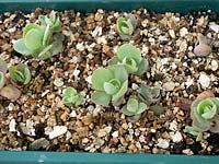 Sedum - young plantlets growing on on plastic tray. 
