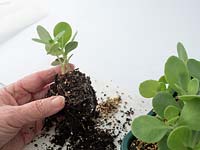 Woman holding young Sedum plantlet with established root system. 
