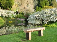 Rustic wooden bench with view across the lower lake, with large trees of Prunus shirotae hanging like clouds above the water. 