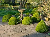 Stone bird water bath surrounded with Buxus - Box globes. 