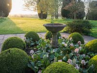 A stone bird bath surrounded by Buxus - Box spheres by the lawn at sunrise.