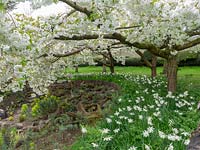 Prunus 'Shirotae' - Cherry 'Shirotae' underplanted with a carpet of white Narcissus - Daffodil.
