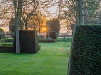 Sunrise over the Taxus - Yew topiary cubes.