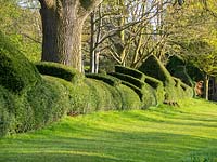 The long topiary Taxus - Yew hedge. 