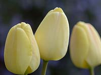 Tulipa - Pale lemon tulips