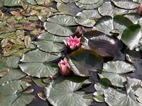 Nymphaea - Pink Water Lily