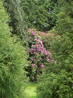 Rhododendron in the glade. 