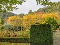 The golden leaves of the pleached Tilia - Limes contrasts with the Taxus - Yew topiary. 