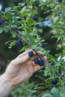 Person harvesting Prunus 'Delma' - Damson 'Delma' fruit from the tree. 