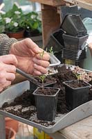 Gardener pricking out Cosmos bipinnatus flower seedlings and planting into individual plant pots in a greenhouse. 
