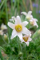 Pulsatilla vulgaris 'Alba' - White Pasqueflower