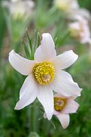 Pulsatilla vulgaris 'Alba' - white pasqueflower 