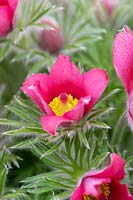 Pulsatilla vulgaris 'Rubra' - Red Pasqueflower