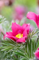 Pulsatilla vulgaris 'Rubra' - red pasqueflower 