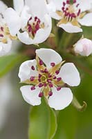 Pyrus communis 'Josephine de malines' - Pear 'Josephine de Malines' blossom 
