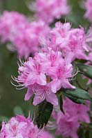 Rhododendron davidsonianum Bodnant form
