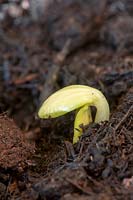 Cucurbita pepo - Sprouting courgette seedling in Compost. 