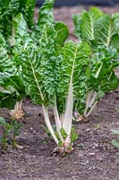 Beta vulgaris - Swiss chard 'Fordhook Giant' in a vegetable garden 