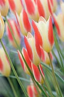 Tulipa clusiana var. chrysantha 'Tubergen's Gem' - tulip 
