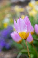 Tulipa saxatilis 'Lilac wonder' - Candia tulip 'Lilac Wonder'
