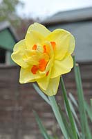 Narcissus 'Tahiti' - daffodil