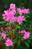 Rhododendron 'Praecox'