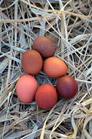 Eggs of Copper Black Marans Hens on straw