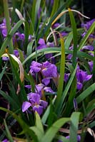 Iris lazica - Lazistan Iris