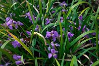 Iris lazica - Lazistan iris