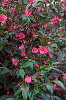 Camellia 'Cornish Spring' 