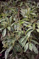 Prunus laurocerasus 'Castlewellan' - variegated laurel 