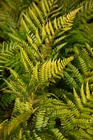Dryopteris erythrosora var. prolifica - copper shield fern