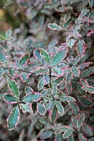 Pittosporum tenuifolium 'Elizabeth' - variegated foliage has cream margins tinted pink