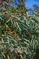Eucalyptus nicholii - narrow-leaved black peppermint or willow peppermint