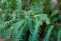 Onychium japonicum - claw fern