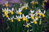 Narcissus 'Jack Snipe' - daffodil
