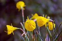 Narcissus 'Oxford Gold' - daffodil