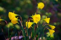 Narcissus 'Oxford Gold' - Daffodil