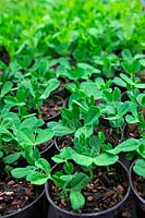 Growing Pisum sativum 'Delikett'  - pea - plants in pots to avoid pest problems
 and the gain an early start before planting out