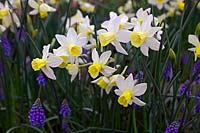 Narcissus 'Sailboat' Daffodil with blue flowers of Muscari armeniacum - Grape Hyacinth