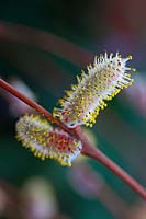 Salix purpurea 'Nancy Saunders' - Red-stemmed Willow