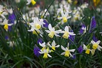 Narcissus 'Sailboat' - Daffodil - with Muscari armeniacum - Grape Hyacinth