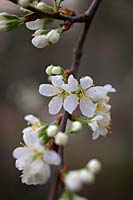 Prunus insititia 'Merryweather' - Damson - blossom