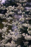 Prunus insititia - Damson -  blossom 